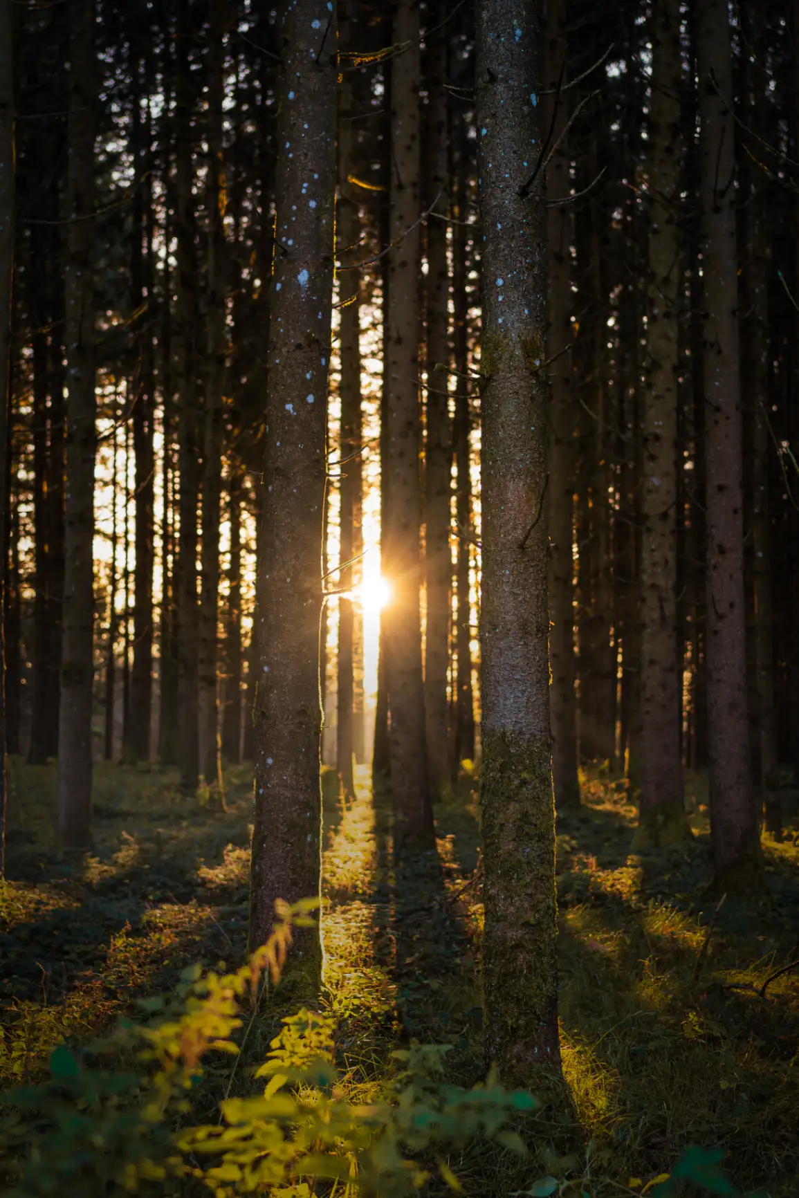 Verlobungsring-Moment — Hochzeitsfotograf Allgäu